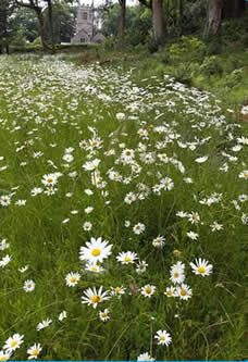 Margrietjes